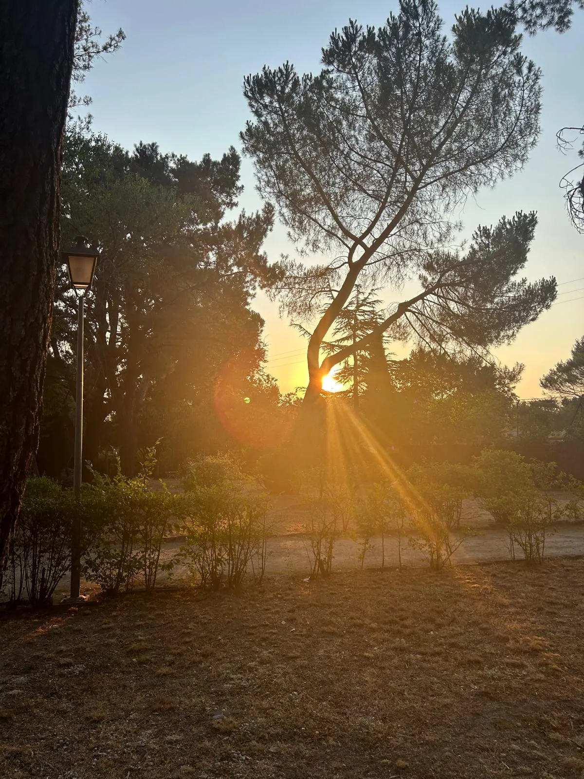 Atardecer entre los pinos de Santa María de los Negrales