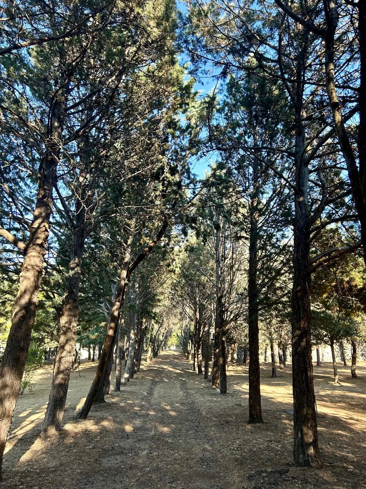Camino entre pinos en Santa María de los Negrales
